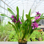Carica l'immagine nel visualizzatore Galleria, Miltonia Honolulu 'Warne's Best'
