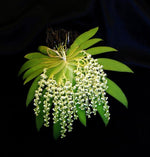 Carica l'immagine nel visualizzatore Galleria, Ornithocephalus gladiatus var. bonplandii