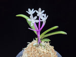 Carica l'immagine nel visualizzatore Galleria, Neofinetia falcata 'Oushukuume' 앵숙매 鶯宿梅