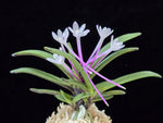 Carica l'immagine nel visualizzatore Galleria, Neofinetia falcata 'Oushukuume' 앵숙매 鶯宿梅