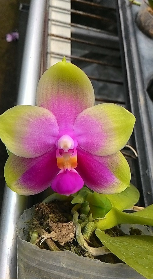 Phalaenopsis (P. Be Tris x P. bellina) x P. Joy Canary 'Orange'