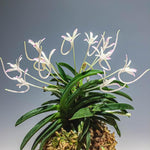 Carica l'immagine nel visualizzatore Galleria, Neofinetia falcata ‘Kutsuwamushi’ 轡虫