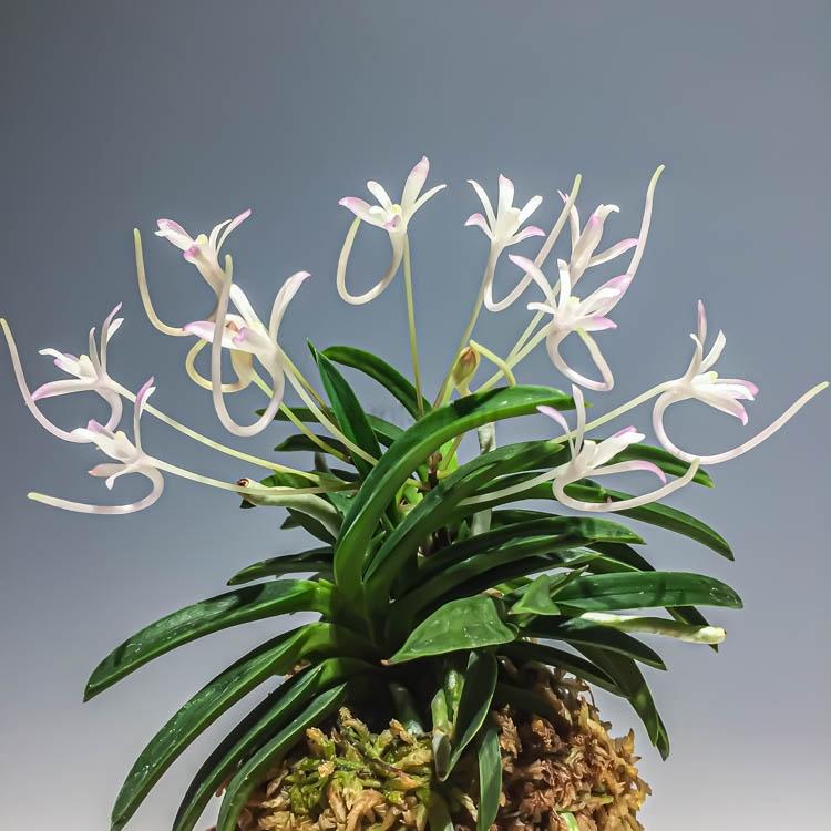 Neofinetia falcata ‘Kutsuwamushi’ 轡虫