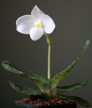 Paphiopedilum delenatii var. alba x self