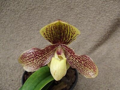 Paphiopedilum Demmel's Faszination x Gofegroyae