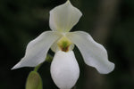 Carica l'immagine nel visualizzatore Galleria, Paphiopedilum Deperle (Paphiopedilum primulinum × Paphiopedilum delenatii)