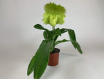 Load image into Gallery viewer, Paphiopedilum Golden Acres x Helladero
