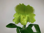 Load image into Gallery viewer, Paphiopedilum Golden Acres x Helladero