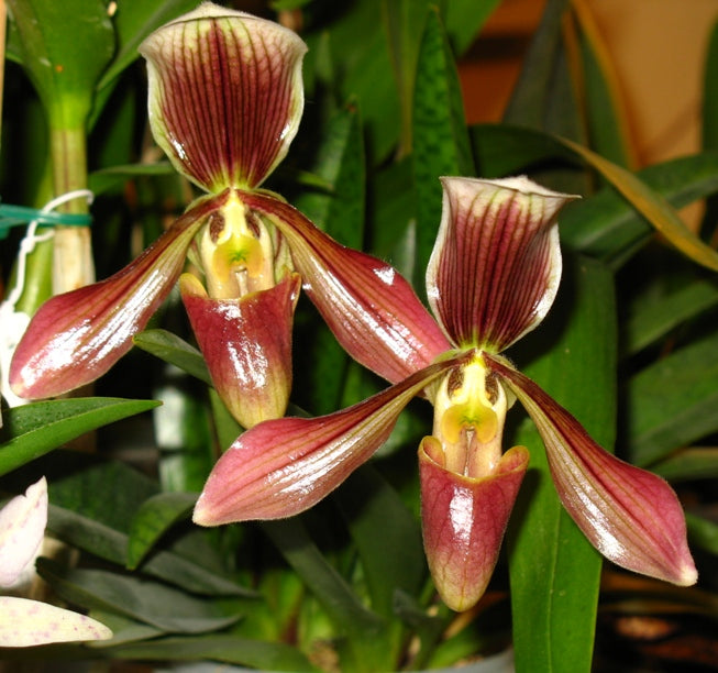 Paphiopedilum harrisianum (barbatum x villosum)