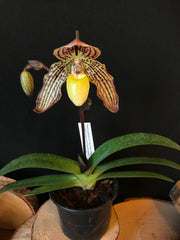 Paphiopedilum Jennifer Stage (philippinense x godefroyae)