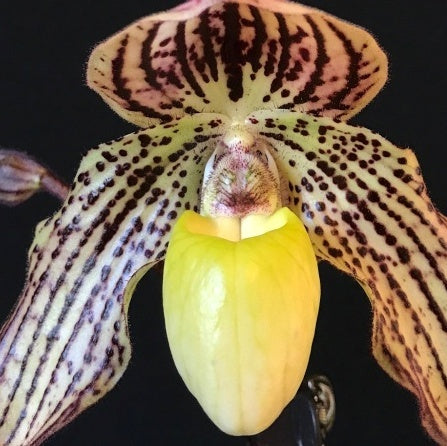Paphiopedilum Jennifer Stage (philippinense x godefroyae)