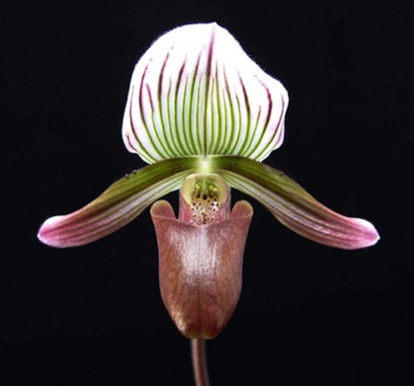 Paphiopedilum barbatum