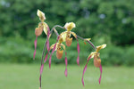 Load image into Gallery viewer, Paphiopedilum Berenice (lowii x philippinense)