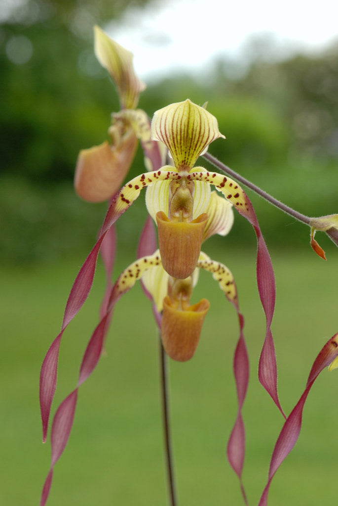 Paphiopedilum Berenice (lowii x philippinense)