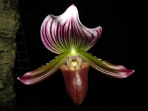 Paphiopedilum callosum