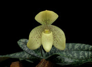Paphiopedilum concolor x self