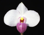 Carica l'immagine nel visualizzatore Galleria, Paphiopedilum delenatii x self