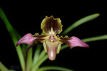 Carica l'immagine nel visualizzatore Galleria, Paphiopedilum esquirolei (syn. hirsutissimum)