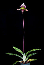 Carica l'immagine nel visualizzatore Galleria, Paphiopedilum lawrenceanum