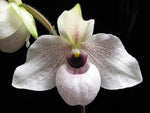 Load image into Gallery viewer, Paphiopedilum malipoense x delenatii