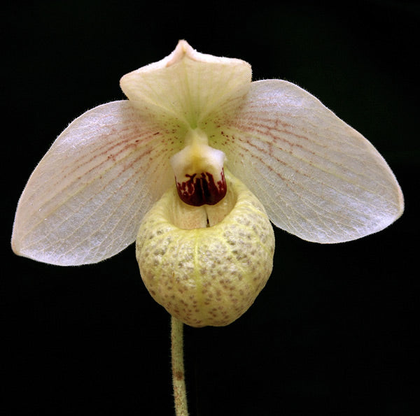 Paphiopedilum Memoria Larry Heuer (malipoense x emersonii)