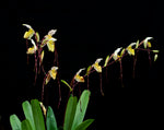 Carica l'immagine nel visualizzatore Galleria, Paphiopedilum philippinense x self