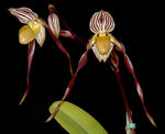 Carica l'immagine nel visualizzatore Galleria, Paphiopedilum philippinense x self