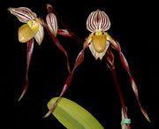 Paphiopedilum philippinense x self