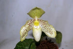 Load image into Gallery viewer, Paphiopedilum pinocchio x wenshanense