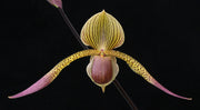 Paphiopedilum Julius (rothschildianum x lowii)