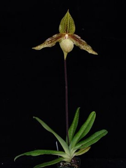 Paphiopedilum rothschildianum x malipoense