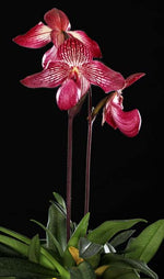 Carica l'immagine nel visualizzatore Galleria, Paphiopedilum rothschildianum x micranthum