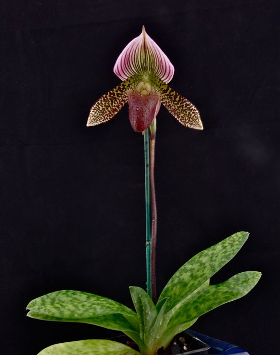 Paphiopedilum sukhakulii x thailandense