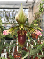 Carica l'immagine nel visualizzatore Galleria, Paphiopedilum sukhakulii x maudiae coloratum
