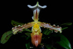 Carica l'immagine nel visualizzatore Galleria, Paphiopedilum tranlienianum