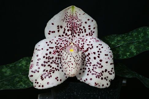 Paphiopedilum wenshanense x bellatulum