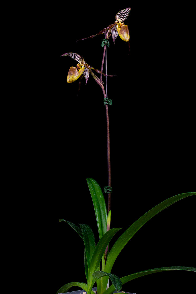 Paphiopedilum wilhelminiae x self