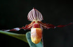 Carica l'immagine nel visualizzatore Galleria, Paphiopedilum wilhelminiae x self