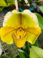 Carica l'immagine nel visualizzatore Galleria, Paphiopedilum Sorcerer's Stone x Lippewunder 'John'