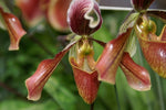 Carica l'immagine nel visualizzatore Galleria, Paphiopedilum harrisianum (barbatum x villosum)