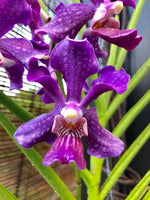 Carica l'immagine nel visualizzatore Galleria, Papilionanda Chao Praya Violet