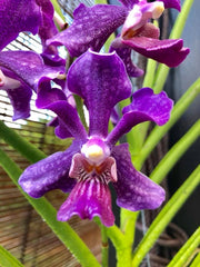 Papilionanda Chao Praya Violet