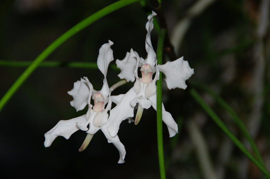 Papilionanthe vandarum