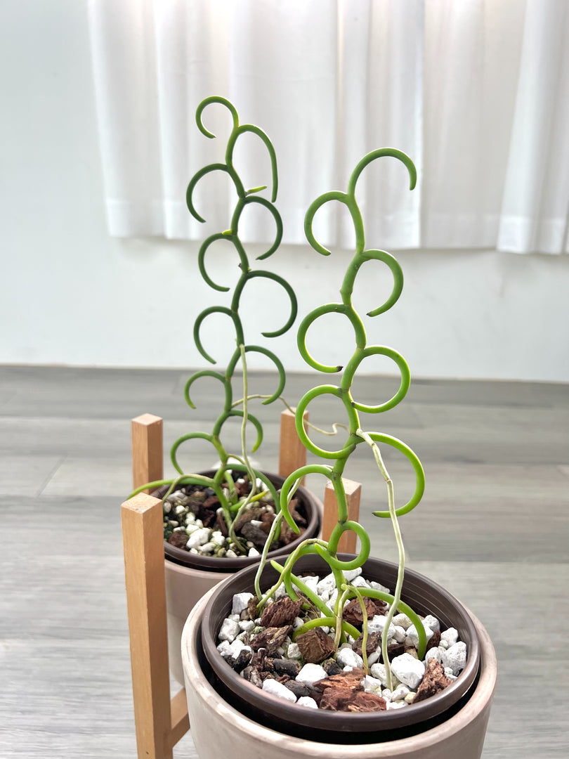 Papilionanthe teres var. alba 'Olympic Rings'