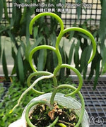 Carica l'immagine nel visualizzatore Galleria, Papilionanthe teres var. alba 'Olympic Rings'