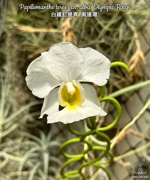 Papilionanthe teres var. alba 'Olympic Rings'