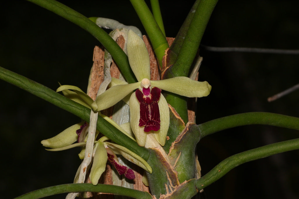 Paraphalaenopsis denevei x Luisia thailandica
