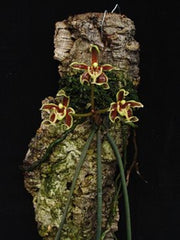 Paraphalaenopsis labukensis XL