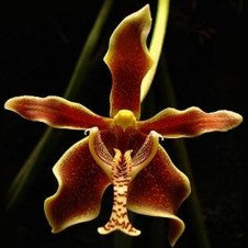 Paraphalaenopsis labukensis XL