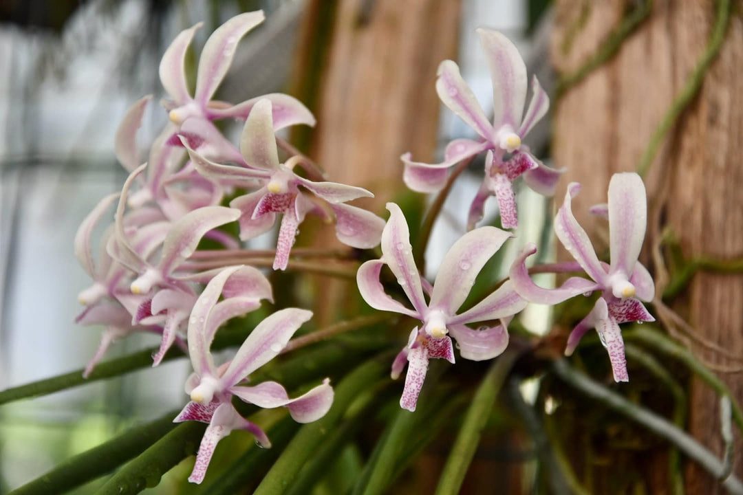 Paraphalaenopsis labukensis x Neofinetia falcata